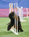 20150322-leap-1121