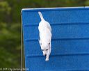 20150516-neat-0104