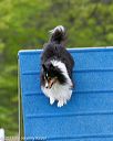 20150516-neat-0110