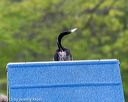 20150516-neat-0118