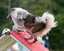 20150614-cckc-0024