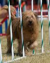 20150614-cckc-1769