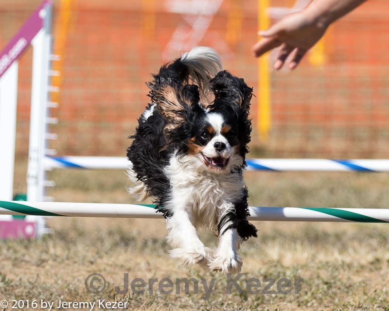 20160619-cckc-1761.jpg