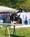 20170520-neat-1083