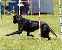 20170520-neat-1511