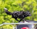 20170520-neat-0911