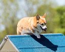 20170520-neat-1227