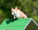 20170521-neat-0296