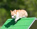 20170521-neat-0297