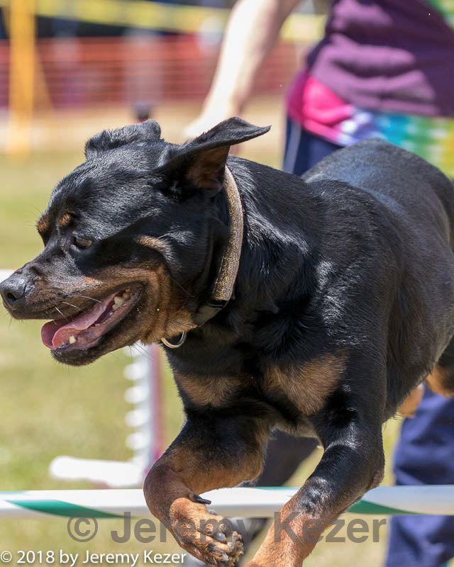 20180616-0968.jpg