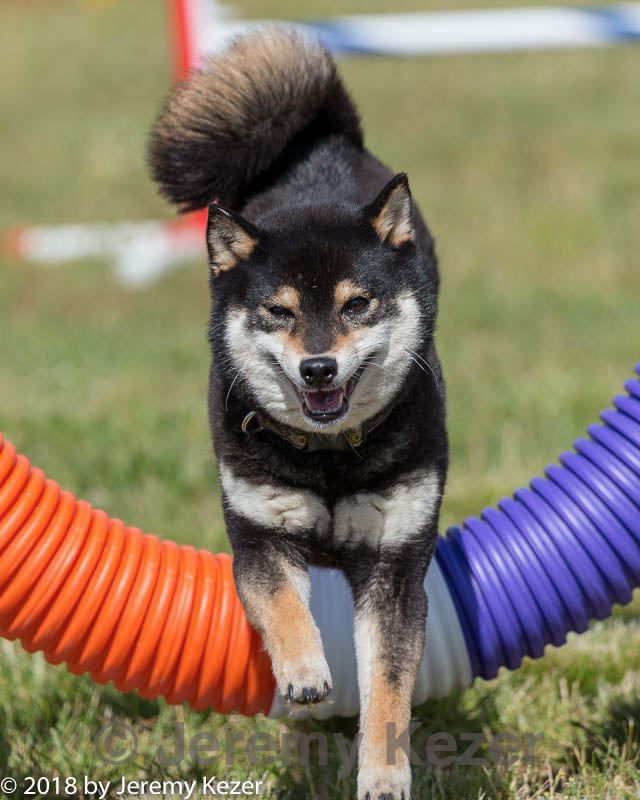 20180616-0295.jpg