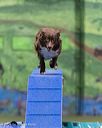 20260104-acnh-0433