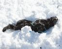20130309-nefcrc-0009