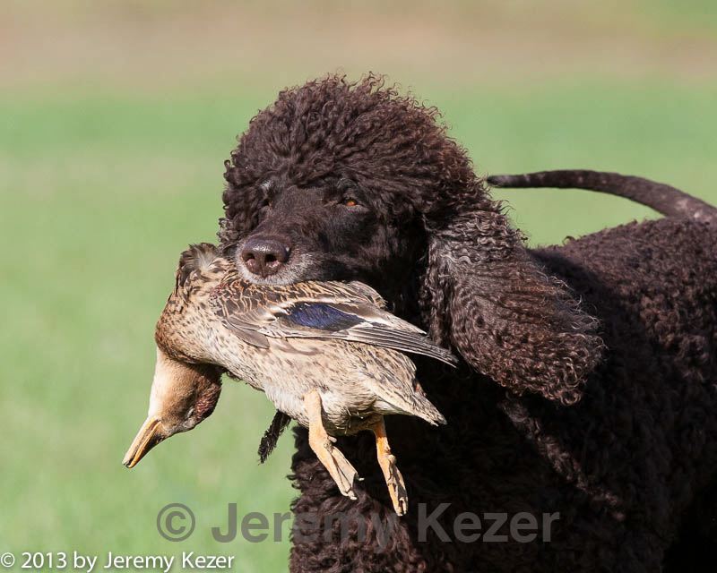 20130415-wcl-0035.jpg
