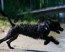 20130824-awd-0410