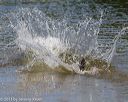 20130825-awd-0279