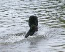 20140816-awd-0127