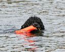 20140816-awd-0265