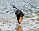 20140816-awd-0270