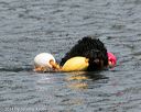 20140816-awd-0294