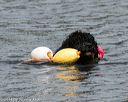20140816-awd-0295