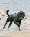 20140816-awd-0487