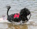 20140816-awd-0586
