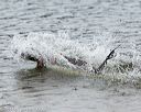 20140816-cwd-0017