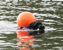20140816-cwd-0587