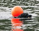 20140816-cwd-0589