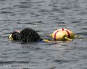 20140816-wwd-0106