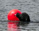20140816-wwd-0116