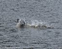20140816-wwd-0189