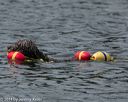 20140816-wwd-0272
