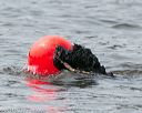 20140816-wwd-0326