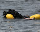 20140816-wwd-0335