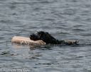 20140816-wwd-0353