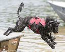 20140817-awd-0037