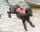 20140817-awd-0038