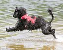 20140817-awd-0040
