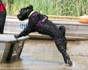 20140817-awd-0187