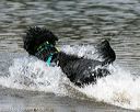20140817-awd-0227
