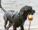 20140817-awd-0259