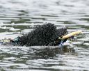 20140817-cwd-0171