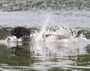 20140817-cwd-0202