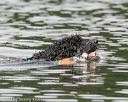 20140817-cwd-0224