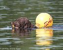 20140817-vers-0090
