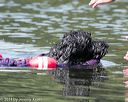 20140817-wwd-0102