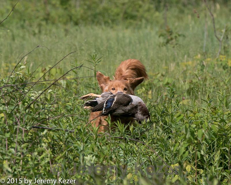 20150526-wcl-0007.jpg