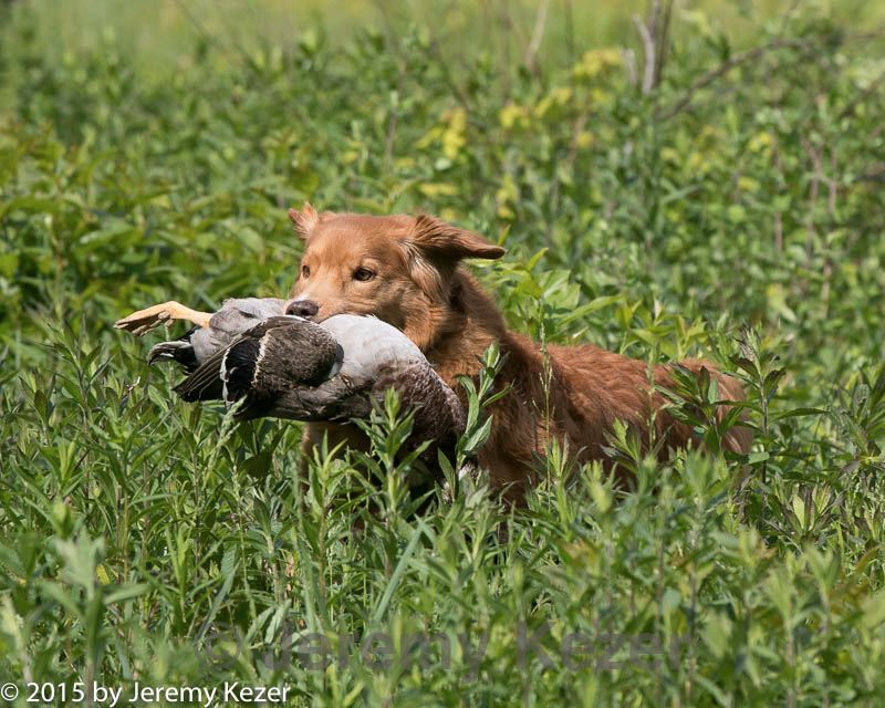 20150526-wcl-0012.jpg